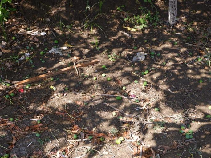 Effect of unseasonal rain on mango sales raigad | अवकाळी पावसाचा आंबा विक्रीवर परिणाम 