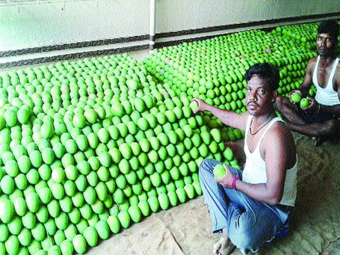 Due to the changing climate, the reduction in shrimp production | बदलत्या हवामानामुळे हापूस आंबा उत्पादनात घट