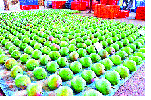 Mango Welfare Committee gives relief to the gardeners | जनकल्याण समितीमुळे आंबा बागायतदारांना दिलासा Mango Welfare Committee gives relief to the gardeners | जनकल्याण समितीमुळे आंबा बागायतदारांना दिलासा