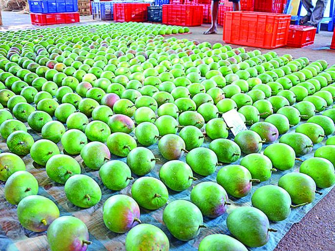 Although the first phase of mango is over, the locals are rarely seen | पहिल्या टप्प्याचा आंबा संपला तरी स्थानिकांना दर्शन दुर्लभ Although the first phase of mango is over, the locals are rarely seen | पहिल्या टप्प्याचा आंबा संपला तरी स्थानिकांना दर्शन दुर्लभ