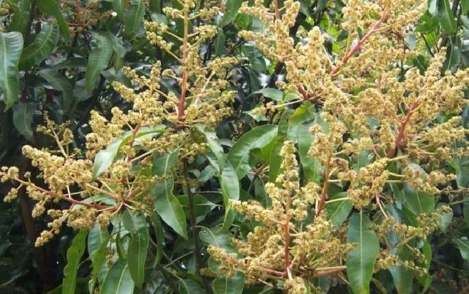 Big change in climate Mango Maher rotted | आंब्याची चव चाखायला यंदा होणार उशीर Big change in climate Mango Maher rotted | आंब्याची चव चाखायला यंदा होणार उशीर