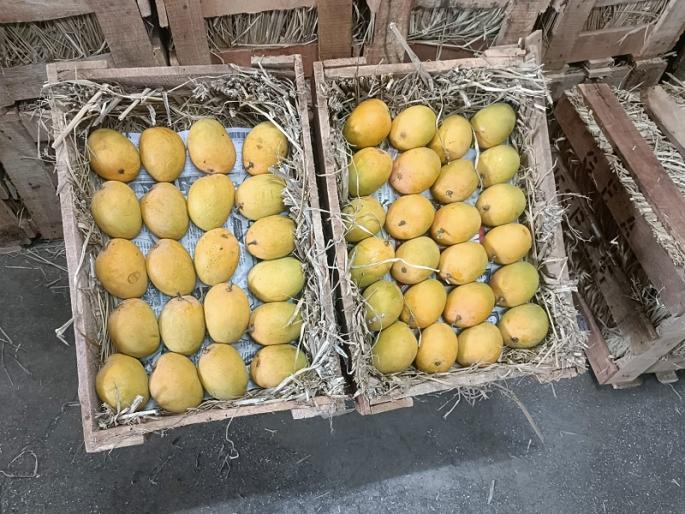Konkan's king's mathematics was spoiled due to bad weather; Mango farmers in trouble | अवकाळीमुळे बिघडलं कोकणच्या राजाचं गणित; आंबा उत्पादक शेतकरी अडचणीत Konkan's king's mathematics was spoiled due to bad weather; Mango farmers in trouble | अवकाळीमुळे बिघडलं कोकणच्या राजाचं गणित; आंबा उत्पादक शेतकरी अडचणीत