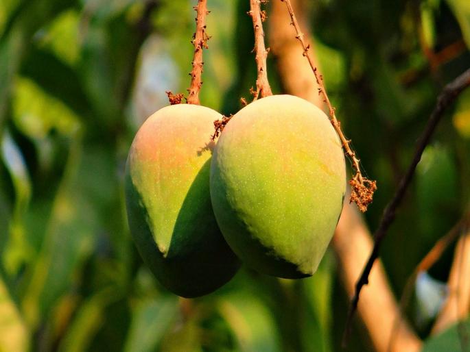 Mango Corporation will be established on the lines of Cashew Corporation | काजू महामंडळाच्या धर्तीवर आंबा महामंडळ स्थापन करणार Mango Corporation will be established on the lines of Cashew Corporation | काजू महामंडळाच्या धर्तीवर आंबा महामंडळ स्थापन करणार