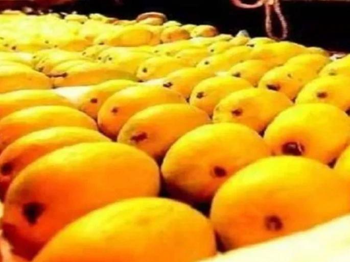 The reign of the king of fruits begins! | फळांच्या राजाचे राज्य सुरू! एक हजार टन आंब्याची आवक : गुढीपाडव्यापर्यंत एक लाखाचा टप्पा गाठणार The reign of the king of fruits begins! | फळांच्या राजाचे राज्य सुरू! एक हजार टन आंब्याची आवक : गुढीपाडव्यापर्यंत एक लाखाचा टप्पा गाठणार