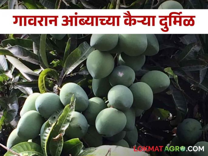 Gavran mango is now rare in the market; Can't even get the green mango to make pickles? | बाजारातून आता गावरान आंबा दुर्मीळ; लोणचं बनविण्यासाठी कैऱ्याही मिळेना? Gavran mango is now rare in the market; Can't even get the green mango to make pickles? | बाजारातून आता गावरान आंबा दुर्मीळ; लोणचं बनविण्यासाठी कैऱ्याही मिळेना?