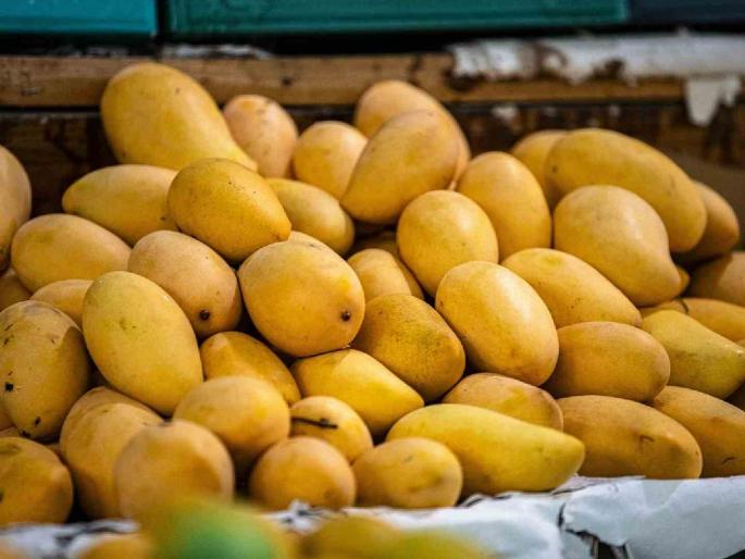 Mumbaikars killed 16 lakh tons of mangoes; 500 crore turnover in April-May | मुंबईकरांनी मारला सव्वालाख टन आंब्यांवर ताव; एप्रिल-मे महिन्यात ५०० कोटींची उलाढाल Mumbaikars killed 16 lakh tons of mangoes; 500 crore turnover in April-May | मुंबईकरांनी मारला सव्वालाख टन आंब्यांवर ताव; एप्रिल-मे महिन्यात ५०० कोटींची उलाढाल