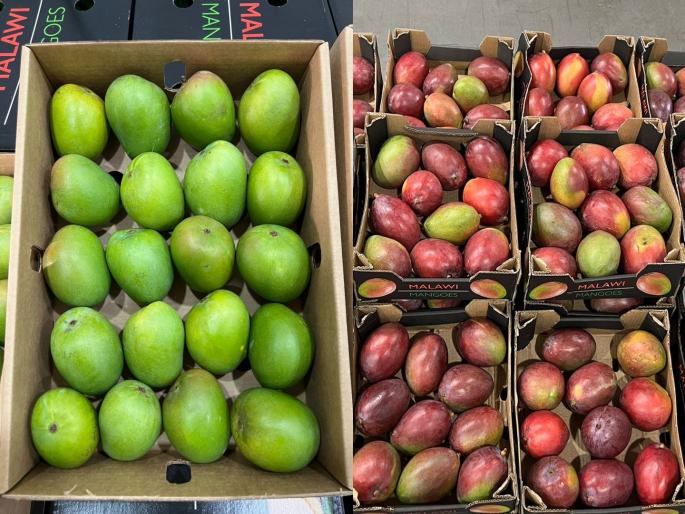 Mangoes from Malawi arrive in Mumbai; 3 to 5 thousand rupees per box | मलावी देशातील आंबा मुंबईत दाखल; प्रतीबॉक्स ३ ते ५ हजार रुपये दर Mangoes from Malawi arrive in Mumbai; 3 to 5 thousand rupees per box | मलावी देशातील आंबा मुंबईत दाखल; प्रतीबॉक्स ३ ते ५ हजार रुपये दर