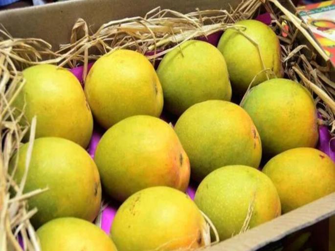 Half of the exports of Hapus go to Gulf countries; Farmers likely to suffer losses if the war drags on | हापूसची निम्मी निर्यात आखाती देशांमध्ये; युद्ध लांबल्यास शेतकऱ्यांचे नुकसान होण्याची शक्यता Half of the exports of Hapus go to Gulf countries; Farmers likely to suffer losses if the war drags on | हापूसची निम्मी निर्यात आखाती देशांमध्ये; युद्ध लांबल्यास शेतकऱ्यांचे नुकसान होण्याची शक्यता