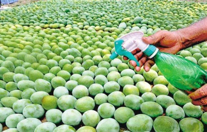Mango sales increased in the lockdown; Fill with juice | लॉकडाऊनमध्ये आंब्याची विक्री वाढली; रसावर भर