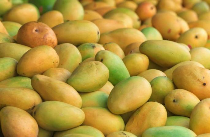 Mango ripen by natural process, otherwise action | नैसर्गिक प्रक्रियेने आंबा पिकवा, अन्यथा कारवाई Mango ripen by natural process, otherwise action | नैसर्गिक प्रक्रियेने आंबा पिकवा, अन्यथा कारवाई