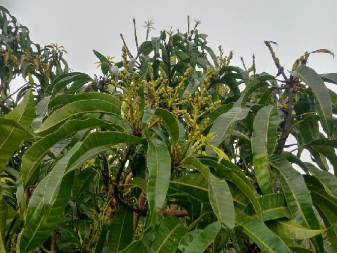Two cuttings in Rajan Kadam's mango garden at Majgaon in Ratnagiri blossomed in October itself | निसर्गाची किमया! ऑक्टोबरमध्येच आला आंब्याला मोहोर Two cuttings in Rajan Kadam's mango garden at Majgaon in Ratnagiri blossomed in October itself | निसर्गाची किमया! ऑक्टोबरमध्येच आला आंब्याला मोहोर