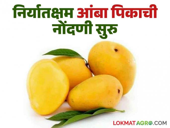 Golden opportunity for mango farmers Registration of exportable mango crops on Hortinet system through Mangonet started | आंबा उत्पादक शेतकऱ्यांना सुवर्णसंधी निर्यातक्षम आंबा पिकाची मँगोनेटव्दारे हॉर्टीनेट प्रणालीवर नोंदणी सुरु Golden opportunity for mango farmers Registration of exportable mango crops on Hortinet system through Mangonet started | आंबा उत्पादक शेतकऱ्यांना सुवर्णसंधी निर्यातक्षम आंबा पिकाची मँगोनेटव्दारे हॉर्टीनेट प्रणालीवर नोंदणी सुरु