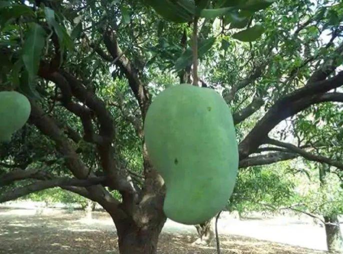 shocking! Mango Queens only one fruit sold out rs 1200 rupee | बापरे...! आंब्याच्या राणीला मिळतोय 1200 रुपयांचा दर; वाचा कारण shocking! Mango Queens only one fruit sold out rs 1200 rupee | बापरे...! आंब्याच्या राणीला मिळतोय 1200 रुपयांचा दर; वाचा कारण