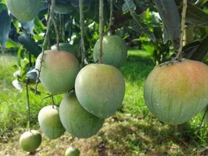 A mango orchard flourished through drip irrigation | पाणी टंचाईवर मात करत ठिबक सिंचनातून फुलवली आंब्याची बाग A mango orchard flourished through drip irrigation | पाणी टंचाईवर मात करत ठिबक सिंचनातून फुलवली आंब्याची बाग
