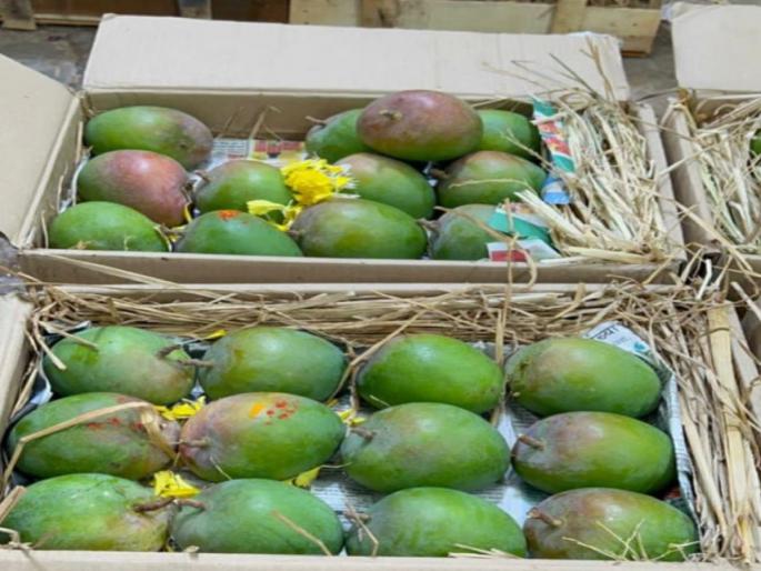 Hapus of Junnar has also entered the market a month earlier | जुन्नरचा हापूसही एक महिना अगोदर मार्केटमध्ये दाखल; बाजार समितीमध्ये आवक सुरू Hapus of Junnar has also entered the market a month earlier | जुन्नरचा हापूसही एक महिना अगोदर मार्केटमध्ये दाखल; बाजार समितीमध्ये आवक सुरू