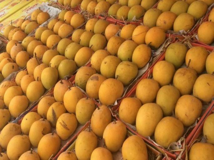 Farm to Fork Hapus post service for mango lovers Aapk Dost India Post is the tagline | फार्म टू फोर्क हापूस आंबा प्रेमींसाठी पोस्टाची सेवा, आपका दोस्त इंडिया पोस्ट ही टॅगलाईन Farm to Fork Hapus post service for mango lovers Aapk Dost India Post is the tagline | फार्म टू फोर्क हापूस आंबा प्रेमींसाठी पोस्टाची सेवा, आपका दोस्त इंडिया पोस्ट ही टॅगलाईन