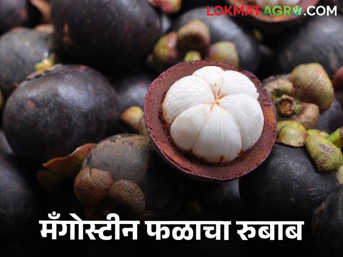 Thailand's national fruit of 1000 rupees per kg has arrived in Solapur.. read in detail | हजार रुपये किलो थायलंडचं राष्ट्रीय फळ आले सोलापुरात.. वाचा सविस्तर Thailand's national fruit of 1000 rupees per kg has arrived in Solapur.. read in detail | हजार रुपये किलो थायलंडचं राष्ट्रीय फळ आले सोलापुरात.. वाचा सविस्तर