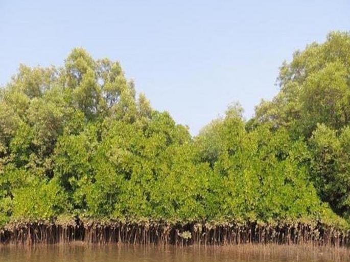 Verify the mangroves in the next four weeks; The High Court directed CIDCO | येत्या चार आठवड्यांत खारफुटीची पडताळणी करा; उच्च न्यायालयाने सिडकोला दिले निर्देश Verify the mangroves in the next four weeks; The High Court directed CIDCO | येत्या चार आठवड्यांत खारफुटीची पडताळणी करा; उच्च न्यायालयाने सिडकोला दिले निर्देश