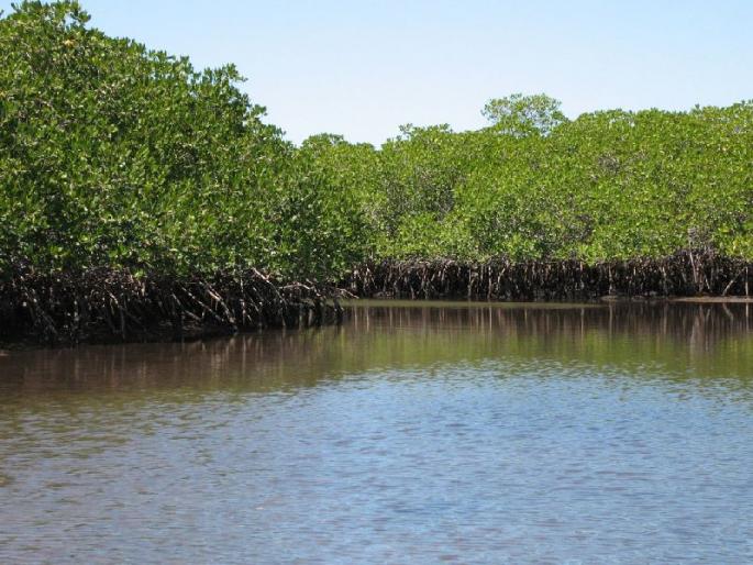 Coastal protection will now be helped as the Tiwari forest grows | तिवरांचे जंगल वाढल्याने किनारपट्टी रक्षणास होणार आता मदत Coastal protection will now be helped as the Tiwari forest grows | तिवरांचे जंगल वाढल्याने किनारपट्टी रक्षणास होणार आता मदत
