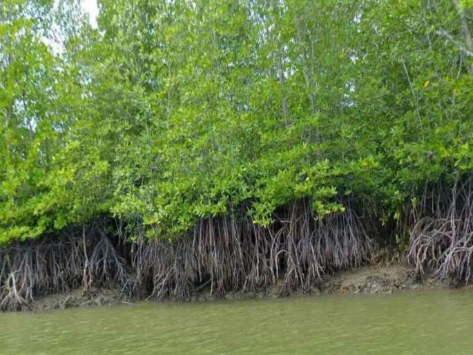 45,000 mangroves to be cut for Versova-Bhayander coastal project; High Court gives green signal | वर्सोवा-भाईंदर कोस्टल प्रकल्पासाठी ४५ हजार खारफुटी तोडणार; हायकोर्टाचा हिरवा झेंडा 45,000 mangroves to be cut for Versova-Bhayander coastal project; High Court gives green signal | वर्सोवा-भाईंदर कोस्टल प्रकल्पासाठी ४५ हजार खारफुटी तोडणार; हायकोर्टाचा हिरवा झेंडा
