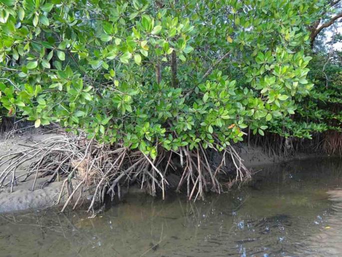 Proper management of mangroves is the need of the hour | खारफुटीसाठी सुयोग्य व्यवस्थापन ही काळाची गरज