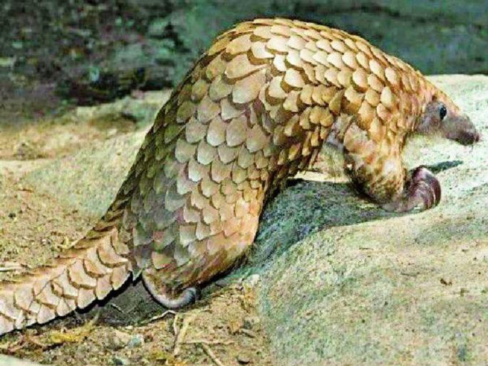 Article on Lets save the scaly cat that protects nature | निसर्ग जपणारे खवले मांजर वाचवू या... Article on Lets save the scaly cat that protects nature | निसर्ग जपणारे खवले मांजर वाचवू या...