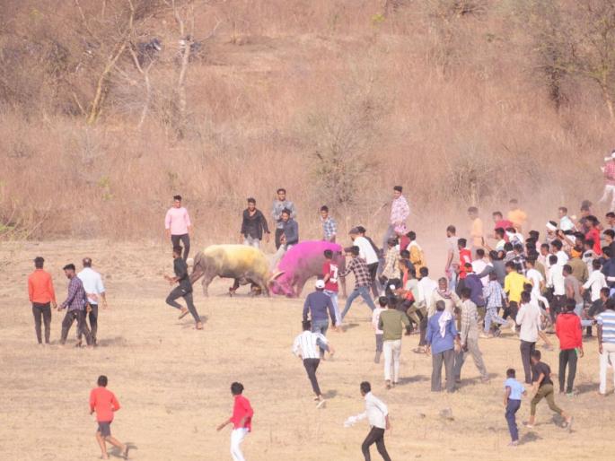 Amravati: Raids clashed, forest officers raided | Amravati: रेड्यांची टक्कर घेतली, वनाधिकाऱ्यांची धाड पडली Amravati: Raids clashed, forest officers raided | Amravati: रेड्यांची टक्कर घेतली, वनाधिकाऱ्यांची धाड पडली