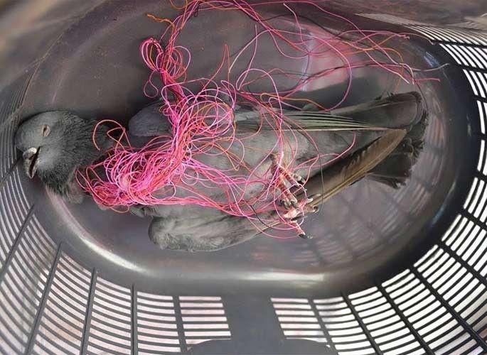 Nylon thread can not cut only the throat but also the bones. | नायलॉन मांजाने गळाच नव्हे तर हाडही कापले जाऊ शकते.. Nylon thread can not cut only the throat but also the bones. | नायलॉन मांजाने गळाच नव्हे तर हाडही कापले जाऊ शकते..