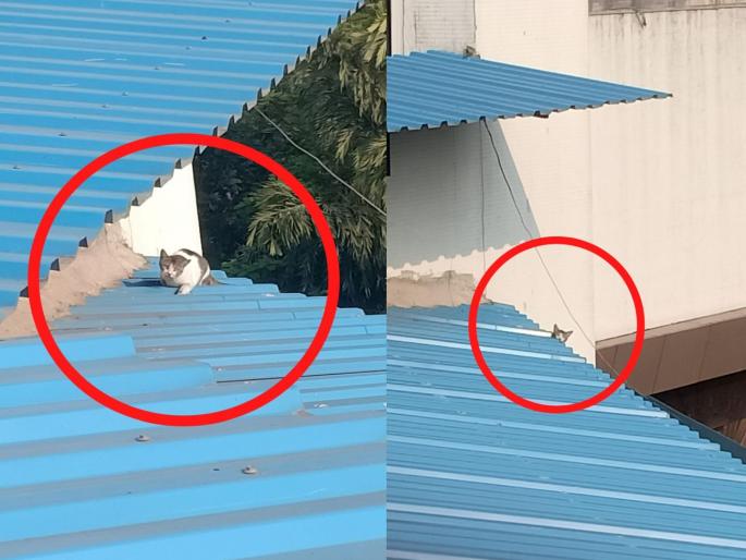 A cat stuck on a terrace sheet was saved | टेरेसच्या पत्र्यावर अडकलेल्या मांजरीला मिळाले जीवदान A cat stuck on a terrace sheet was saved | टेरेसच्या पत्र्यावर अडकलेल्या मांजरीला मिळाले जीवदान