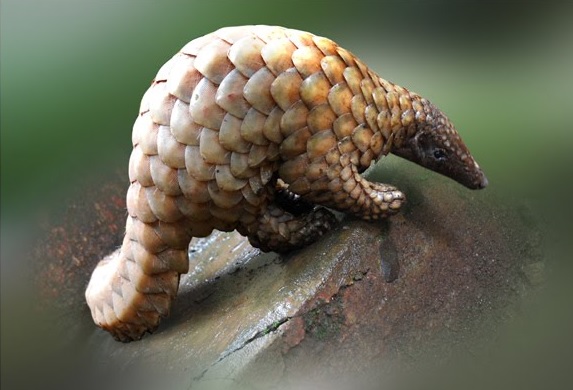 Now international smuggling of scaly cats after tigers; Used for painkillers and stimulants | आता वाघानंतर खवल्या मांजराची आंतरराष्ट्रीय तस्करी; हाडांचे दुखणे व उत्तेजक औषधांसाठी होतो वापर Now international smuggling of scaly cats after tigers; Used for painkillers and stimulants | आता वाघानंतर खवल्या मांजराची आंतरराष्ट्रीय तस्करी; हाडांचे दुखणे व उत्तेजक औषधांसाठी होतो वापर