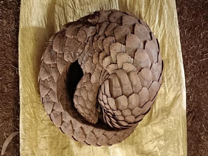 One arrested for smuggling scaly cats, Devrukh police action | खवले मांजराची तस्करी करणाऱ्या एकास अटक, देवरुख पोलिसांची कारवाई One arrested for smuggling scaly cats, Devrukh police action | खवले मांजराची तस्करी करणाऱ्या एकास अटक, देवरुख पोलिसांची कारवाई