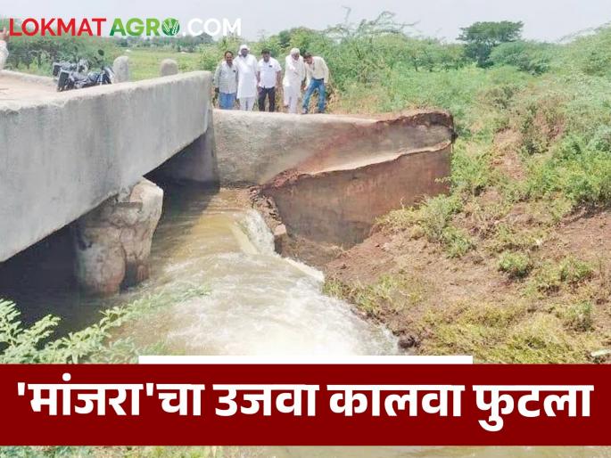 latest news Manjara Canal : Due to the rupture of the right canal of 'Manjara', water flowed in the fields all day long! | Manjara Canal: ‘मांजरा’चा उजवा कालवा फुटला! उन्हाळ्यात हजारो लिटर पाण्याचा अपव्यय वाचा सविस्तर