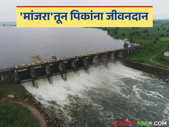 Manjara Dam: latest news Water from 'Manjara' is providing boon to summer crops; 'so many' hectares of area irrigated Read in detail | Manjara Dam: 'मांजरा'तील पाणी उन्हाळी पिकांना वरदान; 'इतक्या' हेक्टर क्षेत्रावर झाले सिंचन वाचा सविस्तर Manjara Dam: latest news Water from 'Manjara' is providing boon to summer crops; 'so many' hectares of area irrigated Read in detail | Manjara Dam: 'मांजरा'तील पाणी उन्हाळी पिकांना वरदान; 'इतक्या' हेक्टर क्षेत्रावर झाले सिंचन वाचा सविस्तर