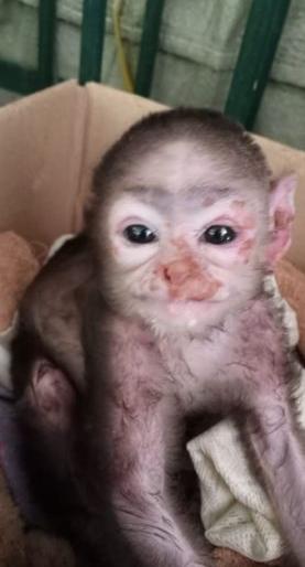 The transit center wiped away the baby monkey's tears | ट्रान्झिट सेन्टरने पुसले माकडाच्या पिलाचे अश्रू The transit center wiped away the baby monkey's tears | ट्रान्झिट सेन्टरने पुसले माकडाच्या पिलाचे अश्रू