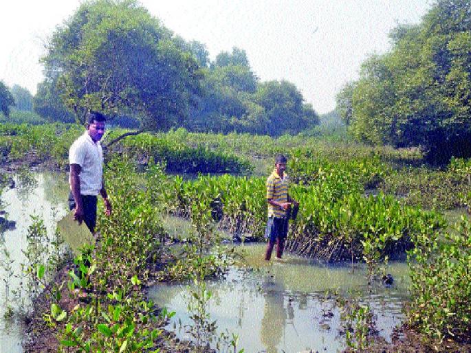 Regeneration of air-conditioned mangroves, with the coordination of CIDCO, | विमानतळबाधित खारफुटीचे पुनर्राेपण, सिडकोच्या समन्वयाने वनविभागाचा उपक्र म  Regeneration of air-conditioned mangroves, with the coordination of CIDCO, | विमानतळबाधित खारफुटीचे पुनर्राेपण, सिडकोच्या समन्वयाने वनविभागाचा उपक्र म