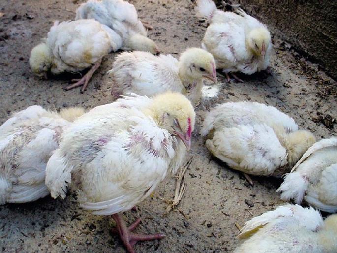 Timely control of rabies in chickens | कोंबड्यातील मानमोडी आजाराचे वेळीच करा नियंत्रण Timely control of rabies in chickens | कोंबड्यातील मानमोडी आजाराचे वेळीच करा नियंत्रण