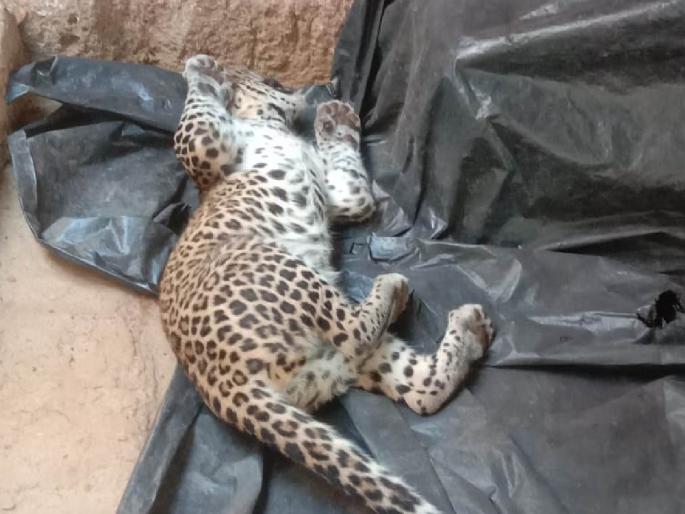 Leopard cub found dead | रत्नागिरी : बिबट्याचे पिल्लू सापडले मृतावस्थेत, पिल्लाची आई जवळपास असण्याची शक्यता Leopard cub found dead | रत्नागिरी : बिबट्याचे पिल्लू सापडले मृतावस्थेत, पिल्लाची आई जवळपास असण्याची शक्यता