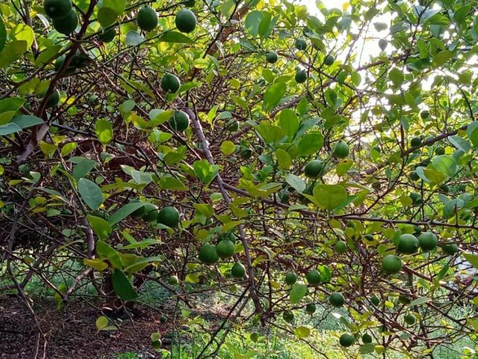 The lockdown has added to the woes of lemon growers | लॉकडाउनमुळे निंबु उत्पादक शेतकऱ्यांच्या अडचणी वाढल्या The lockdown has added to the woes of lemon growers | लॉकडाउनमुळे निंबु उत्पादक शेतकऱ्यांच्या अडचणी वाढल्या
