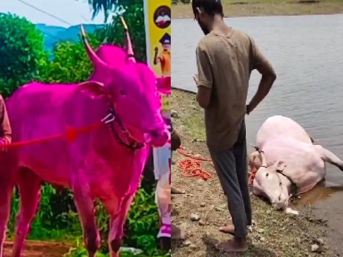 Bullock cart falls into water after being thrown by bullock bullock drowns in Manpadle Kolhapur district | Kolhapur: मानपाडळ्याच्या तलावात बुडून बैलाचा मृत्यू, बेंदूर सणाच्या तोंडावरच शेतकऱ्यावर कोसळला दु:खाचा डोंगर