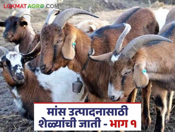 Latest News Goat Farming Which breed of goats should be kept for meat production Know in detail | Goat Farming : मांस उत्पादनासाठी कोणत्या जातीच्या शेळ्या पाळाव्यात? जाणून घ्या सविस्तर  Latest News Goat Farming Which breed of goats should be kept for meat production Know in detail | Goat Farming : मांस उत्पादनासाठी कोणत्या जातीच्या शेळ्या पाळाव्यात? जाणून घ्या सविस्तर