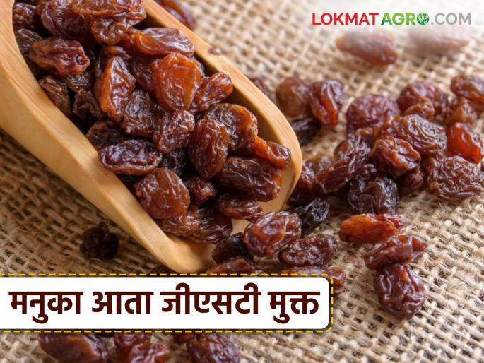 latest News GST free manuka get agricultural product status, exempt from GST, read in detail | GST Free Manuka : मनुक्याला कृषी उत्पादनाचा दर्जा, जीएसटीतून मुक्त , वाचा सविस्तर  latest News GST free manuka get agricultural product status, exempt from GST, read in detail | GST Free Manuka : मनुक्याला कृषी उत्पादनाचा दर्जा, जीएसटीतून मुक्त , वाचा सविस्तर