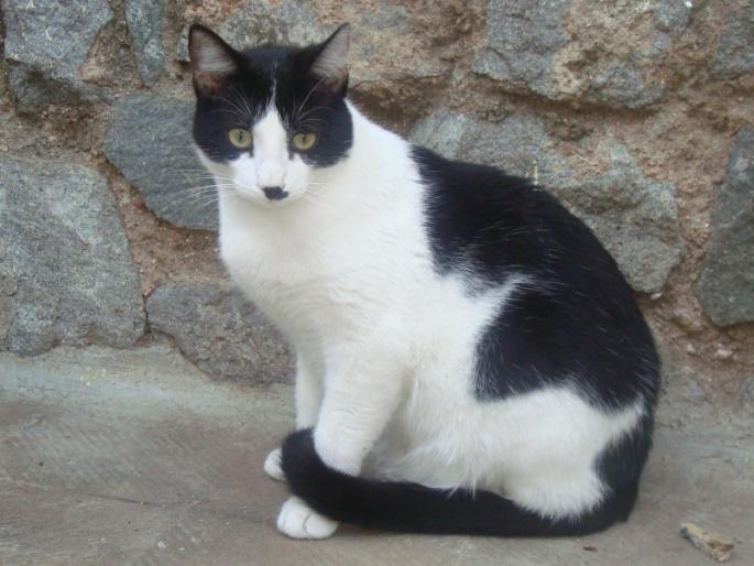 Do you know who started this abandoned 'discovery' about cat, how and why? | 'मांजर आडवी गेली की काम होत नाही', हा भन्नाट 'शोध' कुणी, कसा आणि का लावला माहित्येय?