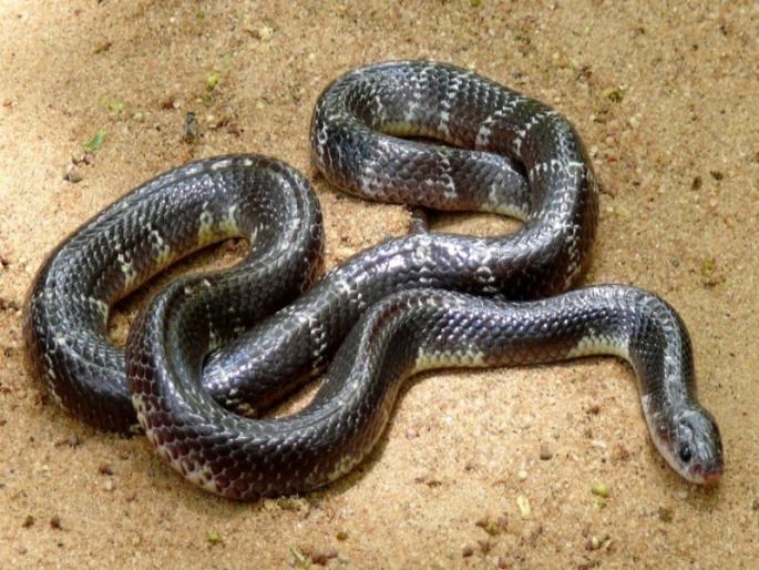 Grandfather and 4 year old grandson bitten by Manyar In serious condition the doctor became an angel | आजोबा आणि ४ वर्षांच्या नातीला मण्यारचा दंश; दोघांची प्रकृती गंभीर, डॉक्टर ठरले देवदूत Grandfather and 4 year old grandson bitten by Manyar In serious condition the doctor became an angel | आजोबा आणि ४ वर्षांच्या नातीला मण्यारचा दंश; दोघांची प्रकृती गंभीर, डॉक्टर ठरले देवदूत