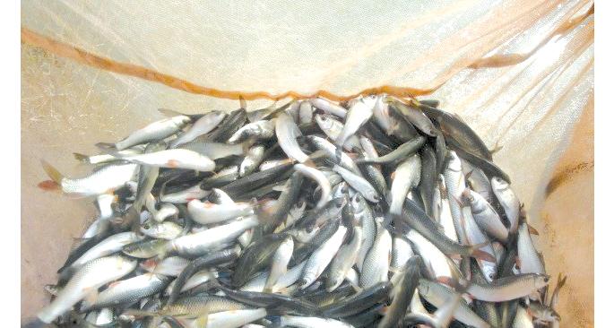 Mafsu fish seeds for the prosperity of tribals | आदिवासींच्या समृद्धीसाठी माफसूचे मत्स्यबीज Mafsu fish seeds for the prosperity of tribals | आदिवासींच्या समृद्धीसाठी माफसूचे मत्स्यबीज