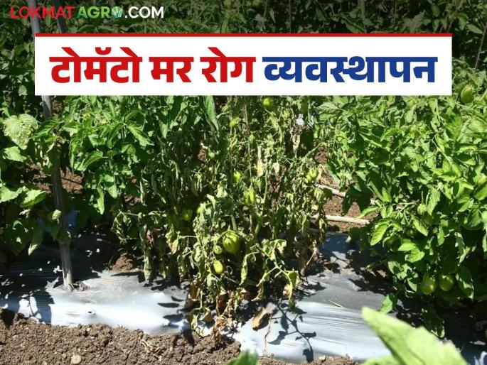 Latest News Tomato Crop Management Take these steps to protect tomato crops from blight diseases, read in detail | Tomato Crop Management : टोमॅटो पीक मर रोगापासून वाचविण्यासाठी 'हे' उपाय कराच, वाचा सविस्तर  Latest News Tomato Crop Management Take these steps to protect tomato crops from blight diseases, read in detail | Tomato Crop Management : टोमॅटो पीक मर रोगापासून वाचविण्यासाठी 'हे' उपाय कराच, वाचा सविस्तर