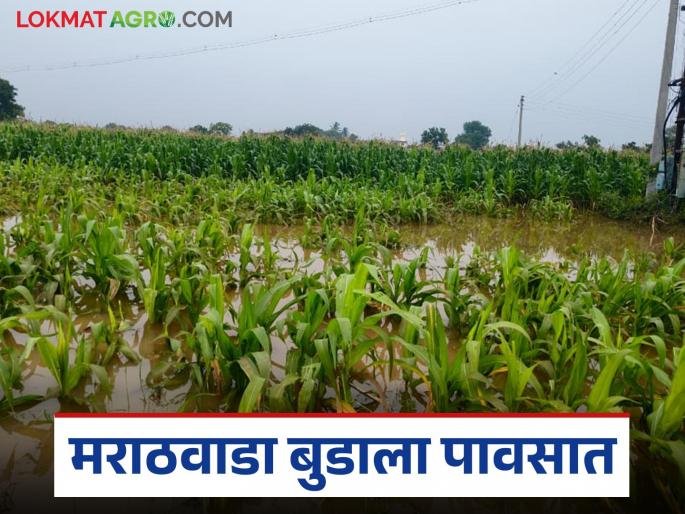 latest news Marathwada Crop Damage: Marathwada submerged in rains: 5 thousand villages flooded in nine days Read in detail | Marathwada Crop Damage : मराठवाडा बुडाला पावसात; नऊ दिवसांत ५ हजार गावांचा चिखल वाचा सविस्तर