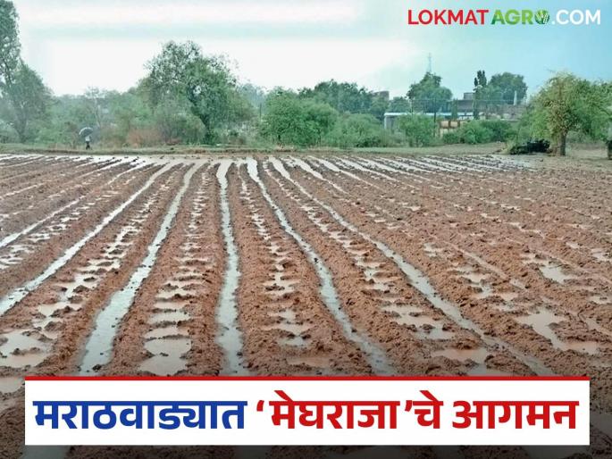 latest news Heavy Rains in Marathwada : Heavy rains after a fortnight; Heavy rains in 30 mandals in Marathwada | Heavy Rains in Marathwada : पंधरवड्यांनंतर पावसाची जोरदार हजेरी; मराठवाड्यात ३० मंडळांत मुसळधार पाऊस latest news Heavy Rains in Marathwada : Heavy rains after a fortnight; Heavy rains in 30 mandals in Marathwada | Heavy Rains in Marathwada : पंधरवड्यांनंतर पावसाची जोरदार हजेरी; मराठवाड्यात ३० मंडळांत मुसळधार पाऊस