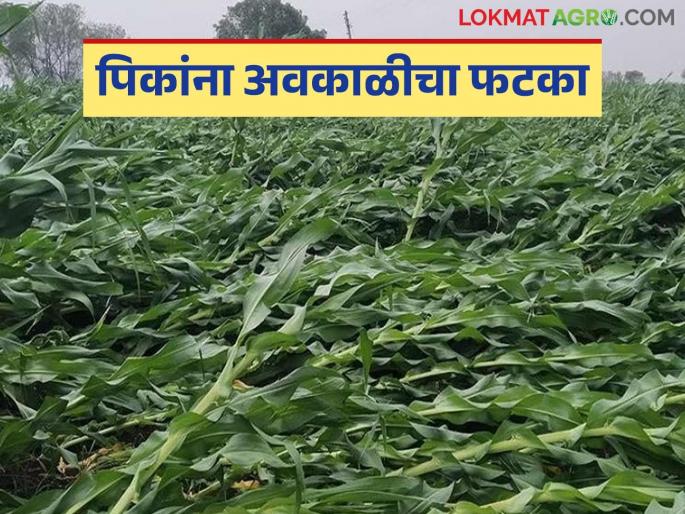 Unseasonal Rain: Marathwada hit by rain; Detailed soil analysis of crops received read in details | Unseasonal Rain: मराठवाड्यास पावसाचा फटका; हाती आलेल्या पिकांची माती वाचा सविस्तर Unseasonal Rain: Marathwada hit by rain; Detailed soil analysis of crops received read in details | Unseasonal Rain: मराठवाड्यास पावसाचा फटका; हाती आलेल्या पिकांची माती वाचा सविस्तर