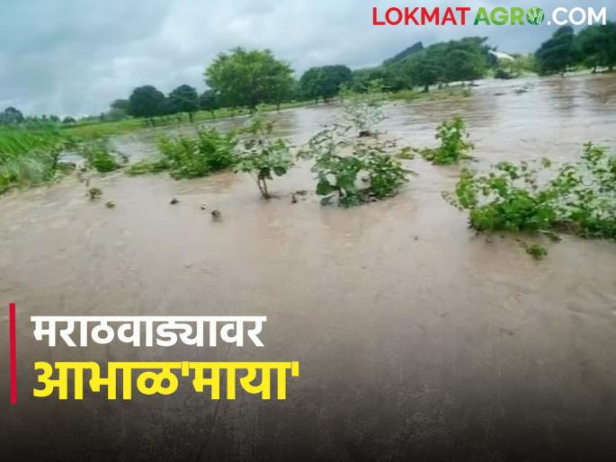 Marathawada Rain Update: Heavy rain in Marathwada; The emphasis continued for the second day in a row | Marathawada Rain Update : मराठवाड्यात अतिवृष्टी शिवार जलमय; सलग दुसऱ्या दिवशीही जोर कायम Marathawada Rain Update: Heavy rain in Marathwada; The emphasis continued for the second day in a row | Marathawada Rain Update : मराठवाड्यात अतिवृष्टी शिवार जलमय; सलग दुसऱ्या दिवशीही जोर कायम
