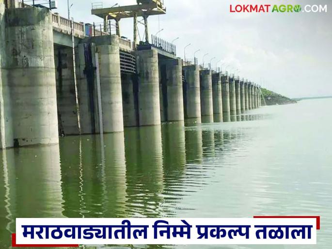 latest news Marathwada Dam Water Level: Half of the projects in Marathwada have reached the bottom; Jayakwadi's stock has increased, but concerns remain | Marathwada Dam Water Level : मराठवाड्यातील निम्मे प्रकल्प तळाला; जायकवाडीचा साठा वाढला तरी चिंता कायम
